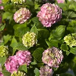 度假居 Casa Gardenia